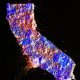 How California managed its digital COVID-19 response