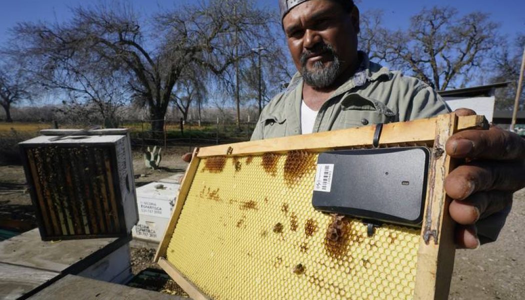Beekeepers turn to anti-theft technology as hive thefts rise