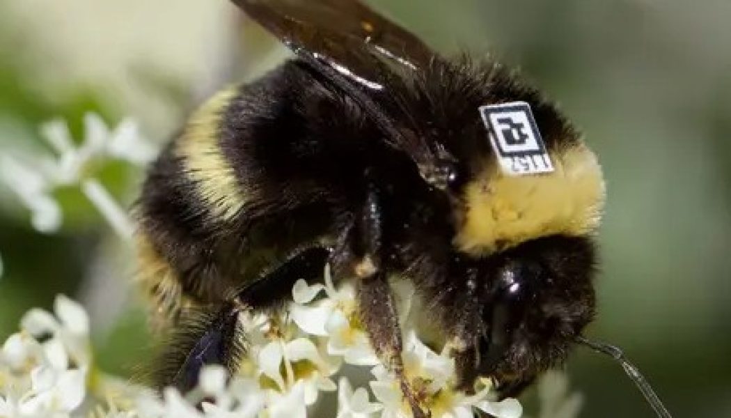 Bees wearing QR codes tracked by AI cameras to help researchers save them in the wild
