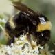 Bees wearing QR codes tracked by AI cameras to help researchers save them in the wild