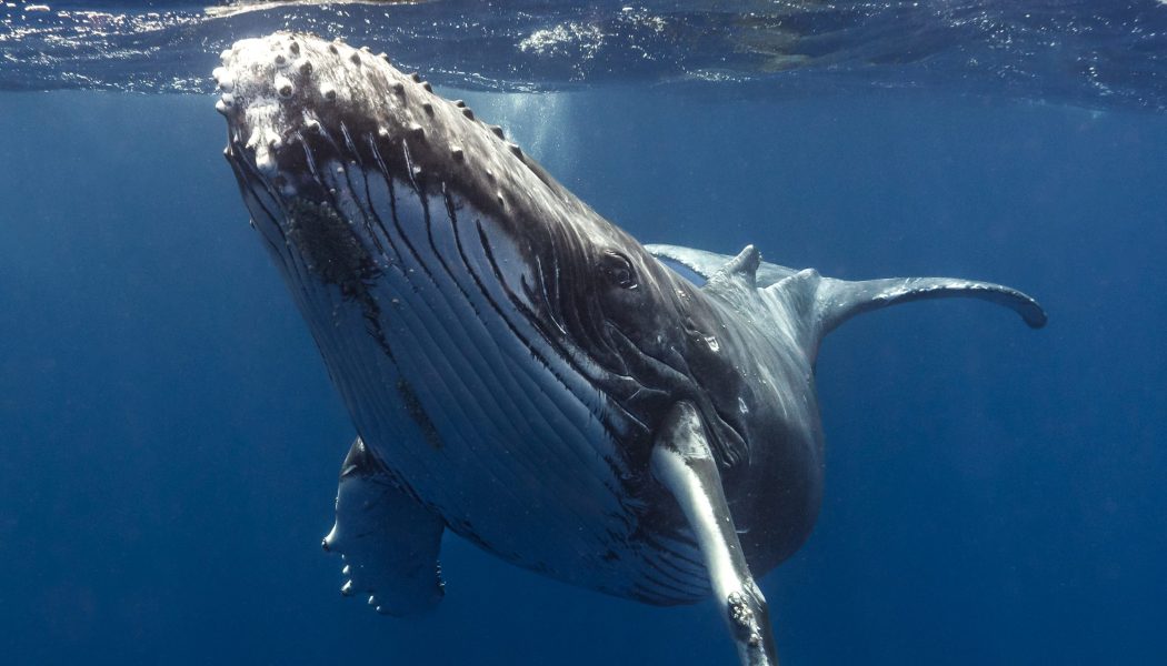 AI helps humans have a 20-minute ‘conversation’ with a humpback whale named Twain
