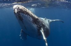 AI helps humans have a 20-minute ‘conversation’ with a humpback whale named Twain