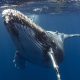 AI helps humans have a 20-minute ‘conversation’ with a humpback whale named Twain