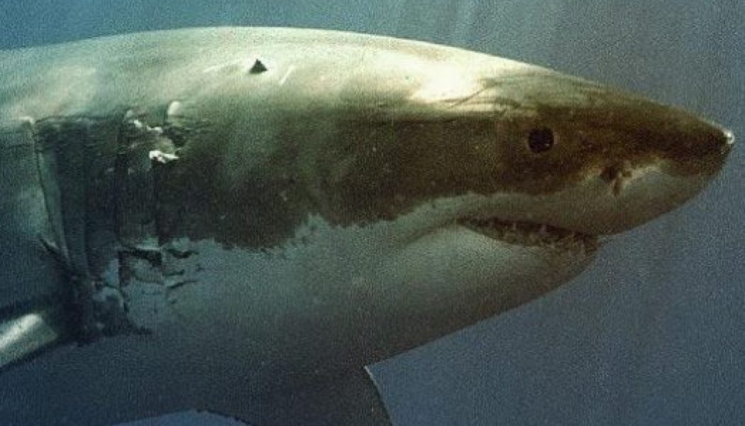 California scientists developing shark-spotting robot ahead of 2028 Los Angeles Olympics