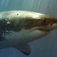 California scientists developing shark-spotting robot ahead of 2028 Los Angeles Olympics